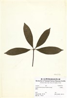 藏品(五掌楠)的圖片